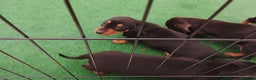 Teckel perros en venta: Cachorros de teckel miniatura  - Anuncio 3