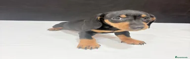 Teckel Miniatura Cachorro 1