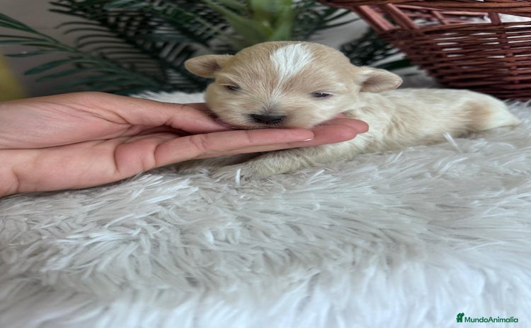 Maltipoo perros - Anuncio 4