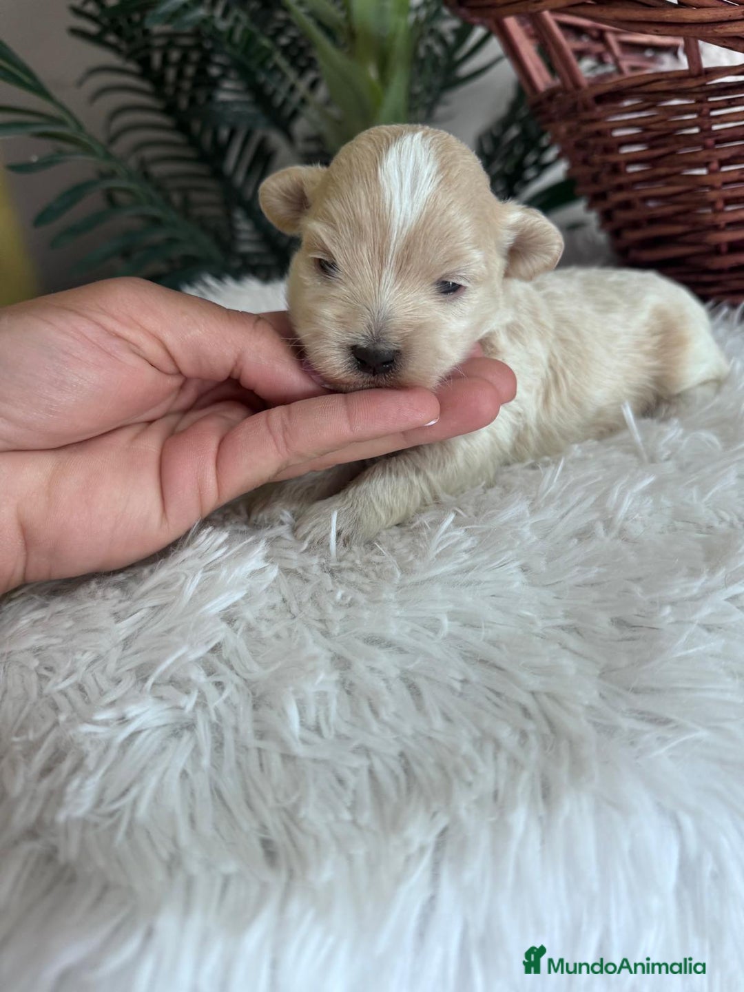 Maltipoo perros en venta: MALTIPOO MACHO - Imagen 1