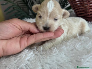 Maltipoo perros - Anuncio 19