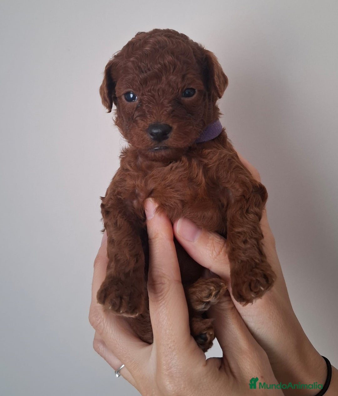 Caniche Toy perros en venta: Caniches toys rojos en Toledo. - Anuncio 1