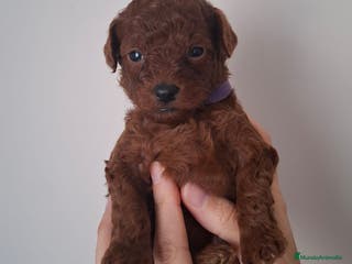Caniche Toy perros Caniches toys rojos en Toledo. - Anuncio 1