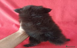 Pomerania perros en venta: Pomerania Mini  - Imagen 3