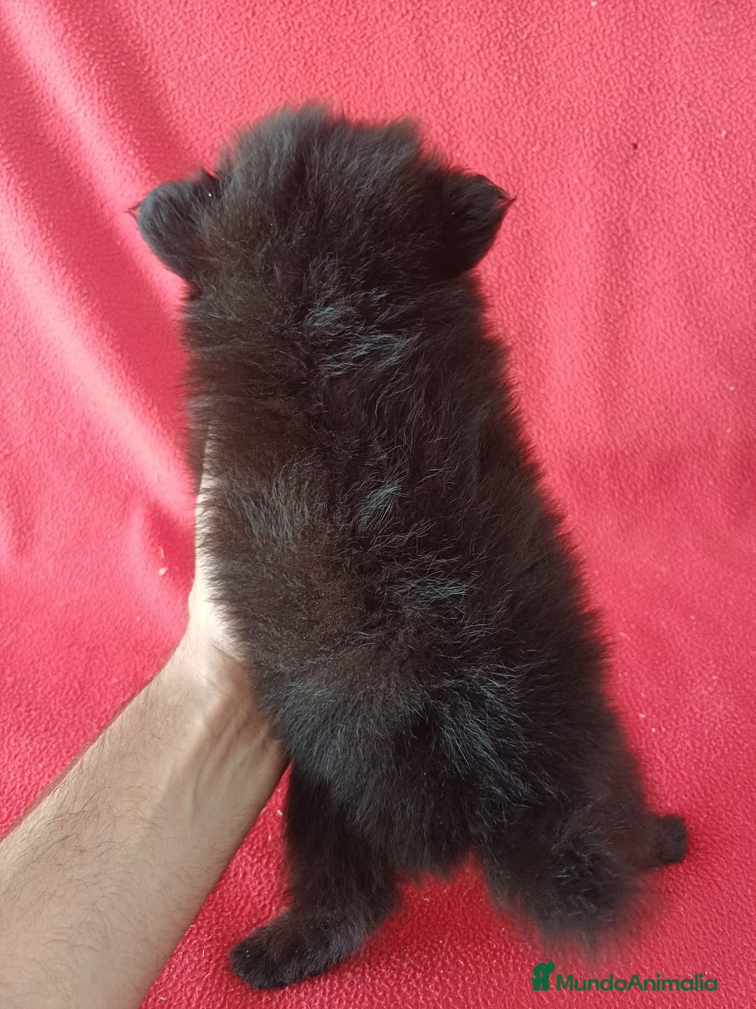 Pomerania perros en venta: Pomerania Mini  - Imagen 3