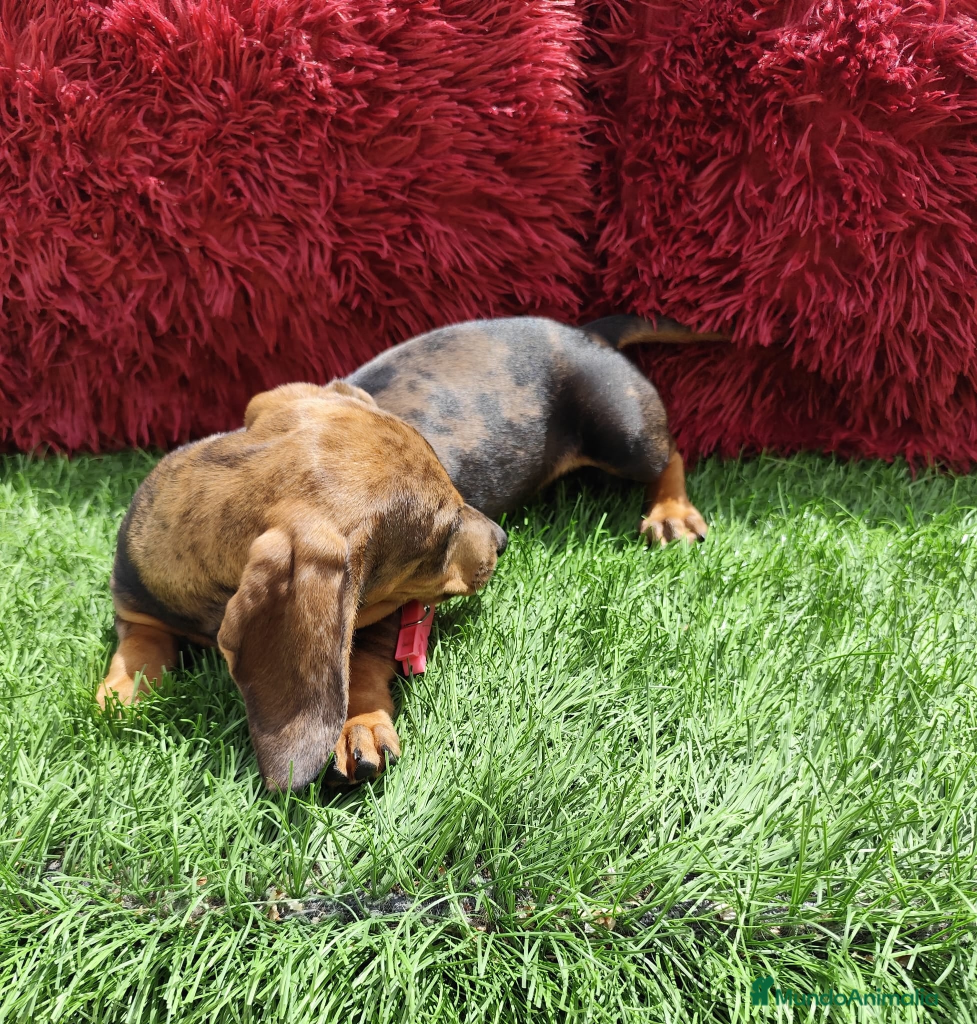 Teckel Miniatura perros en venta: Teckel Miniatura merle en Alicante - Anuncio 11