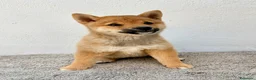 Shiba Inu perros en venta: Shiba Inu - Anuncio 11