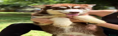 Husky Siberiano 