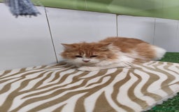 Persa gatos en venta: Persa  - Imagen 2