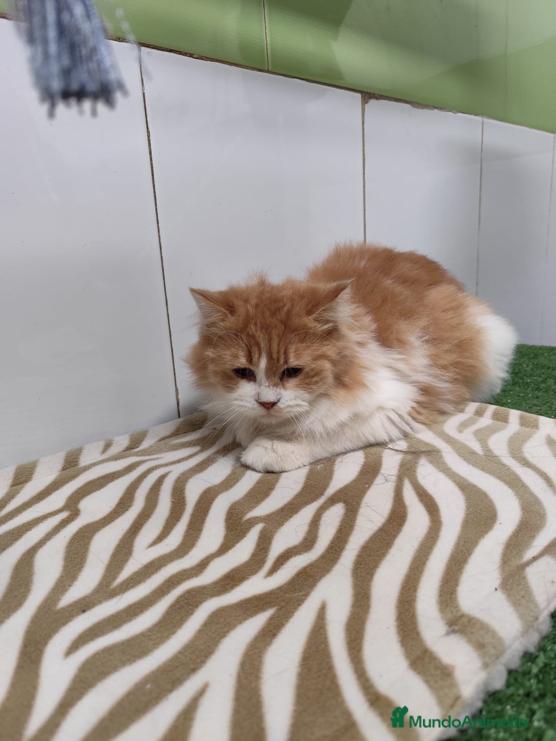 Persa gatos en venta: Persa  - Imagen 2