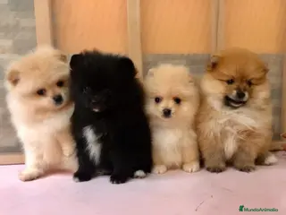 Pomerania perros Pomerania mini - Anuncio 1