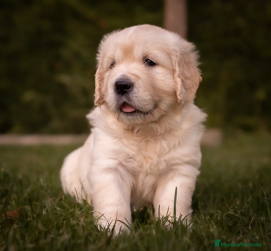 Golden Retriever perros en venta: Camada Golden Retriever  - Anuncio 2