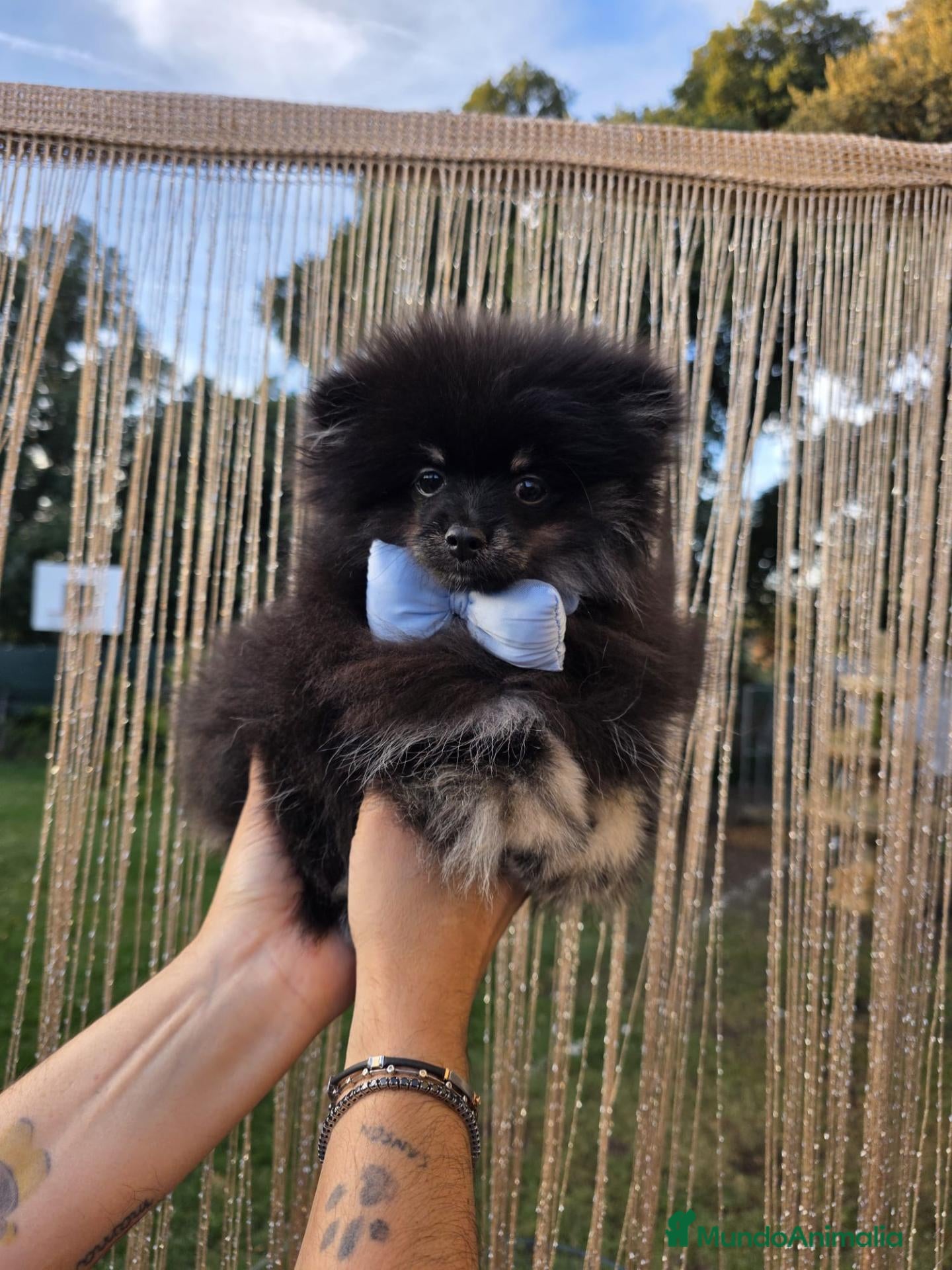 Pomerania perros Machito pomerania  - Anuncio 2