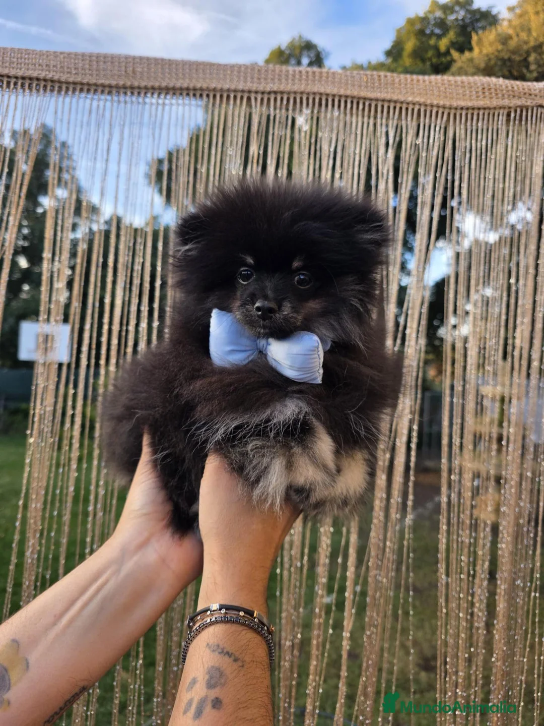 Pomerania perros en venta: Machito pomerania  - Anuncio 1