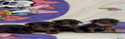 Yorkshire Terrier perros en venta: Yorkshire terrier  - Anuncio 3