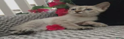 Siamés gatos en venta: Siamés  - Anuncio 5