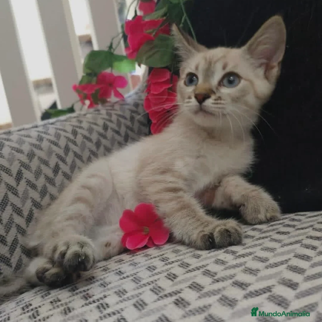 Siamés gatos en venta: Siamés  - Anuncio 5