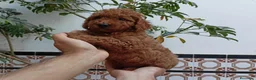 Caniche Toy perros en venta: Caniches Toy  - Anuncio 1