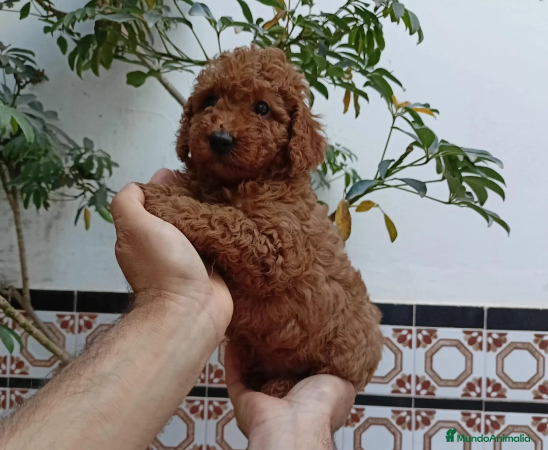 Caniche Toy perros en venta: Caniches Toy  - Anuncio 1