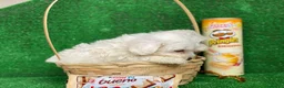 Bichón Maltés perros en venta: BICHON MALTÉS DE CATEGORÍA !!! en Badajoz - Anuncio 3