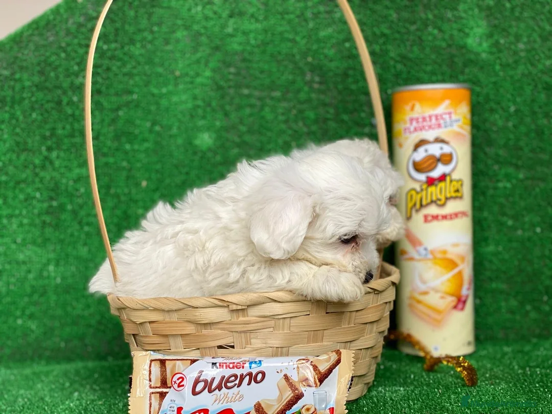 Bichón Maltés perros en venta: BICHON MALTÉS DE CATEGORÍA !!! en Badajoz - Anuncio 3