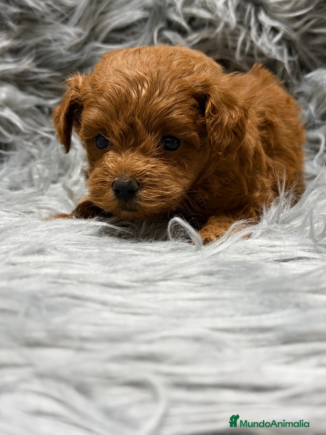 Maltipoo perros en venta: Maltipoo Minitoy rojo  - Anuncio 2
