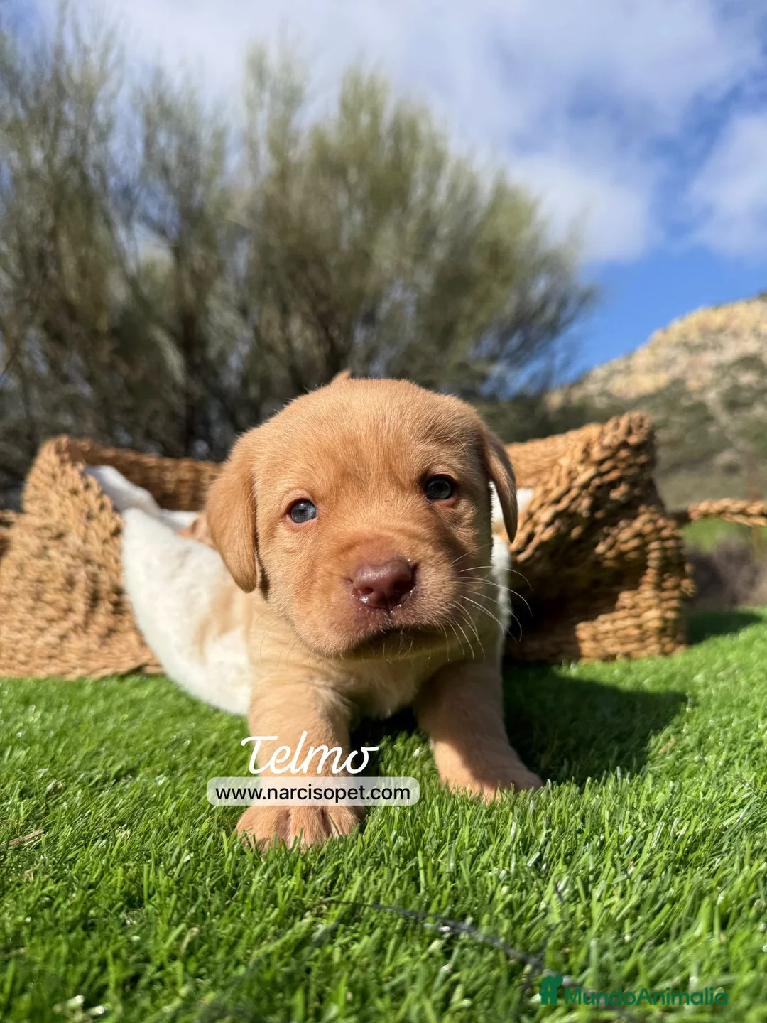 Labrador Retriever perros en venta: LABRADOR RETRIEVER - Anuncio 1
