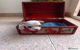Chihuahua perros en venta: Chihuahua mini toy cabeza manzana  - Imagen 1