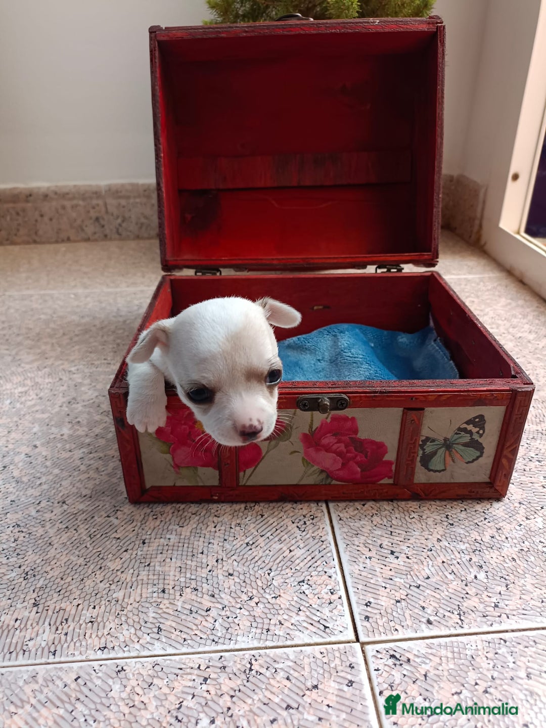 Chihuahua perros en venta: Chihuahua mini toy cabeza manzana  - Imagen 1