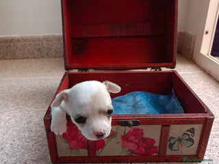 Chihuahua perros - Anuncio 9