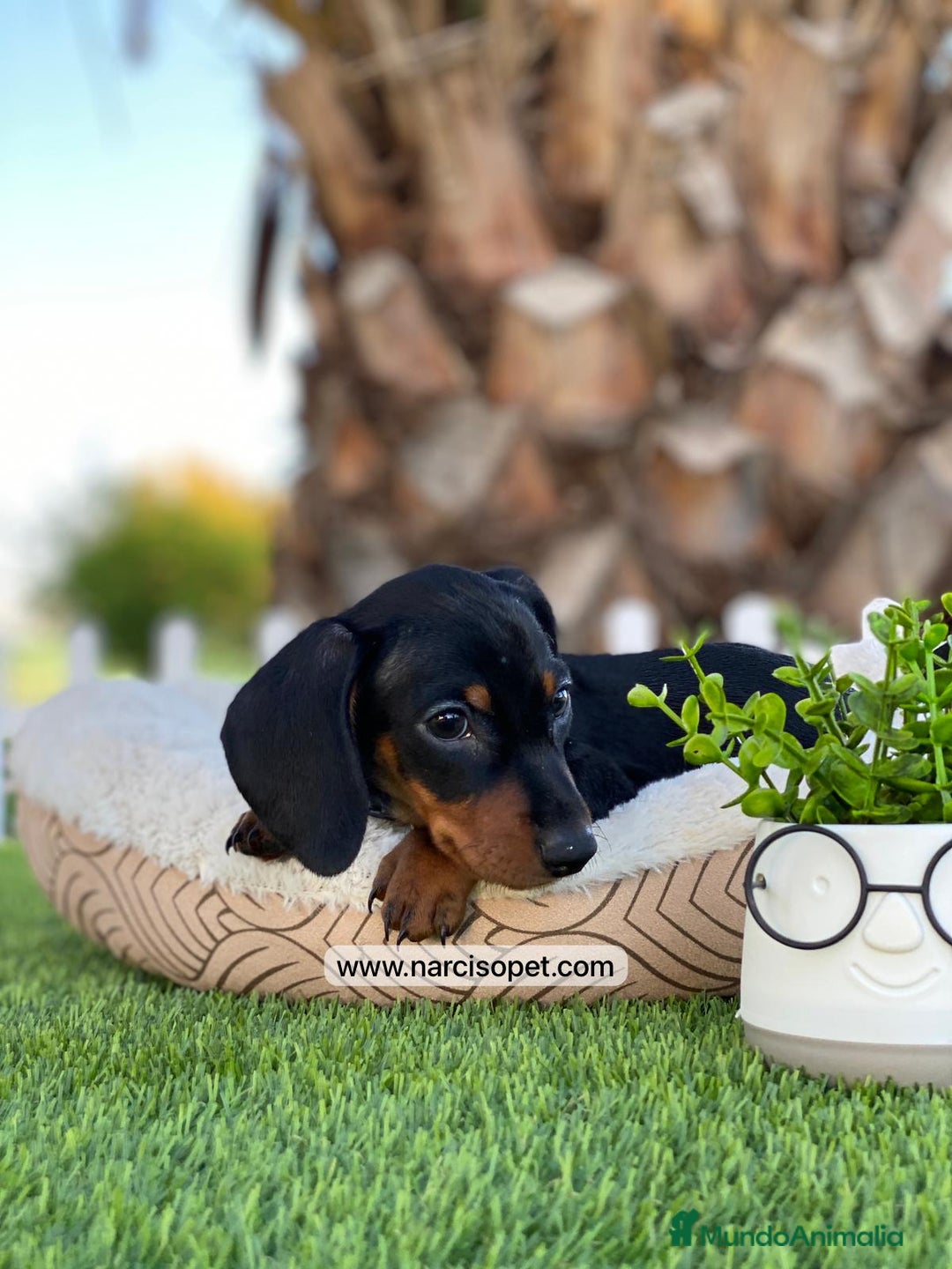 Teckel Miniatura perros en venta: INCREIBLES TECKEL NEGRO FUEGO - Imagen 4