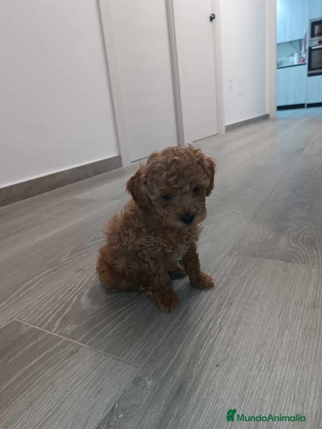 Caniche Toy perros en venta: CANICHE TOY - Anuncio 2