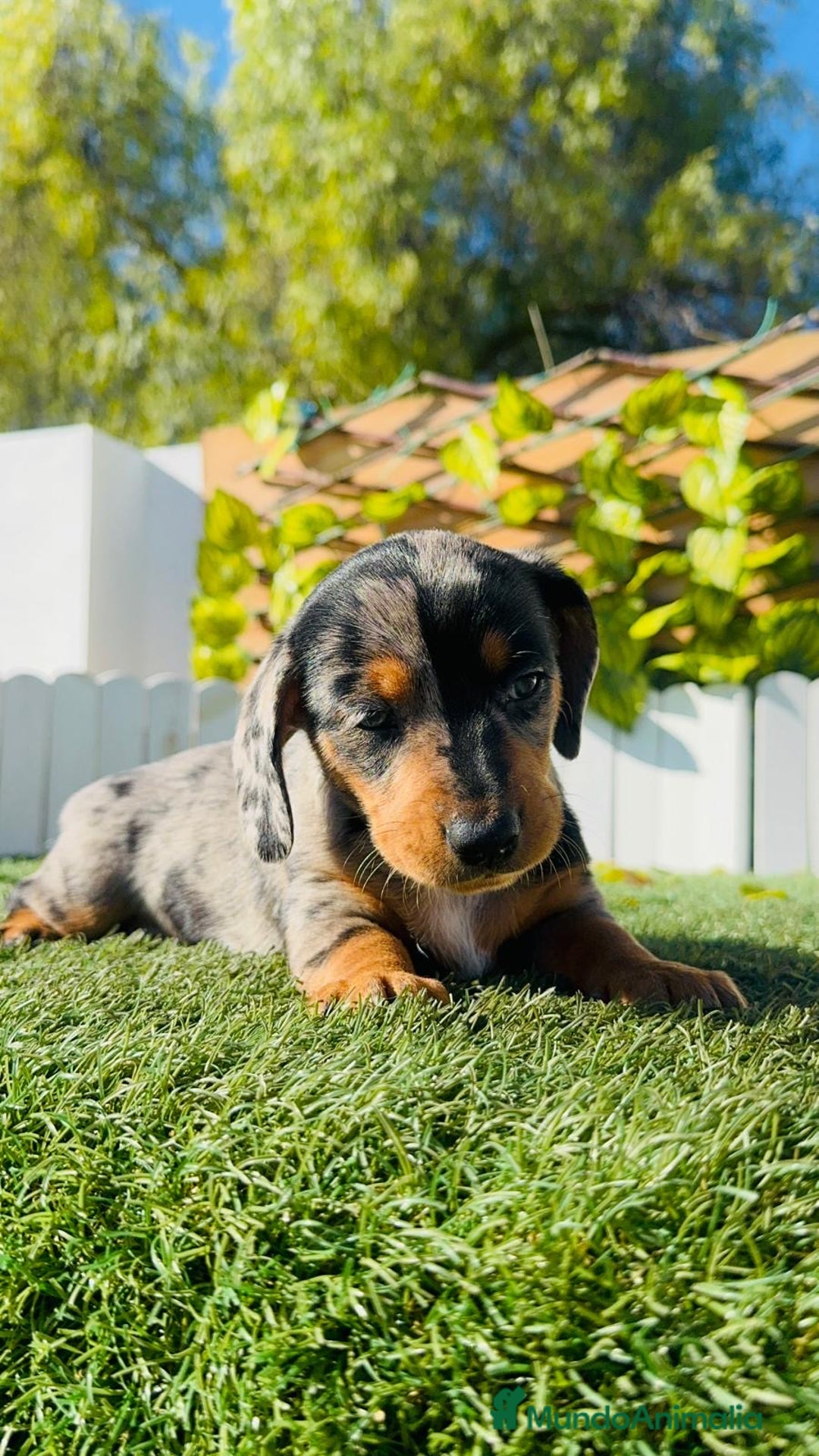 Teckel Miniatura perros en venta: TECKEL MINIATURA HEMBRA  - Anuncio 22