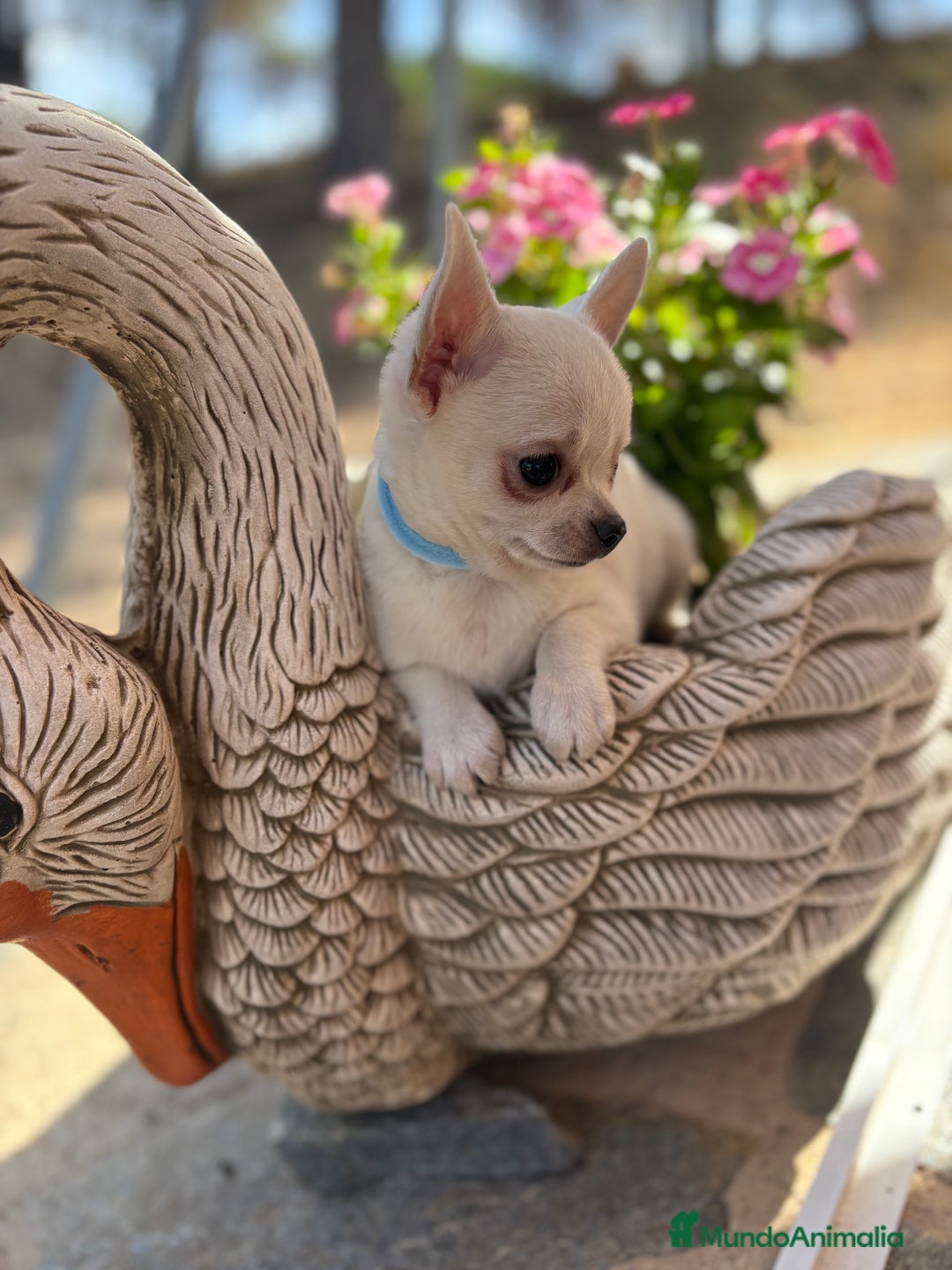 Chihuahua perros en venta: Chihuahua Macho fotos actuales !!! - Imagen 3