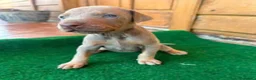 Dobermann perros en venta: Dobermann - Anuncio 8