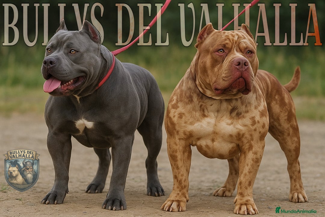 American Bully perros en venta: AMERICAN BULLY XL / AMERICAN BULLY XXL  - Imagen 1
