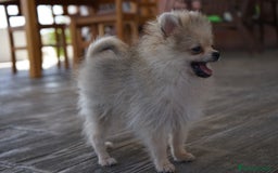 Pomerania perros en venta: 🐾 Strike y Froxty – Pomerania únicos 🐾 - Imagen 2