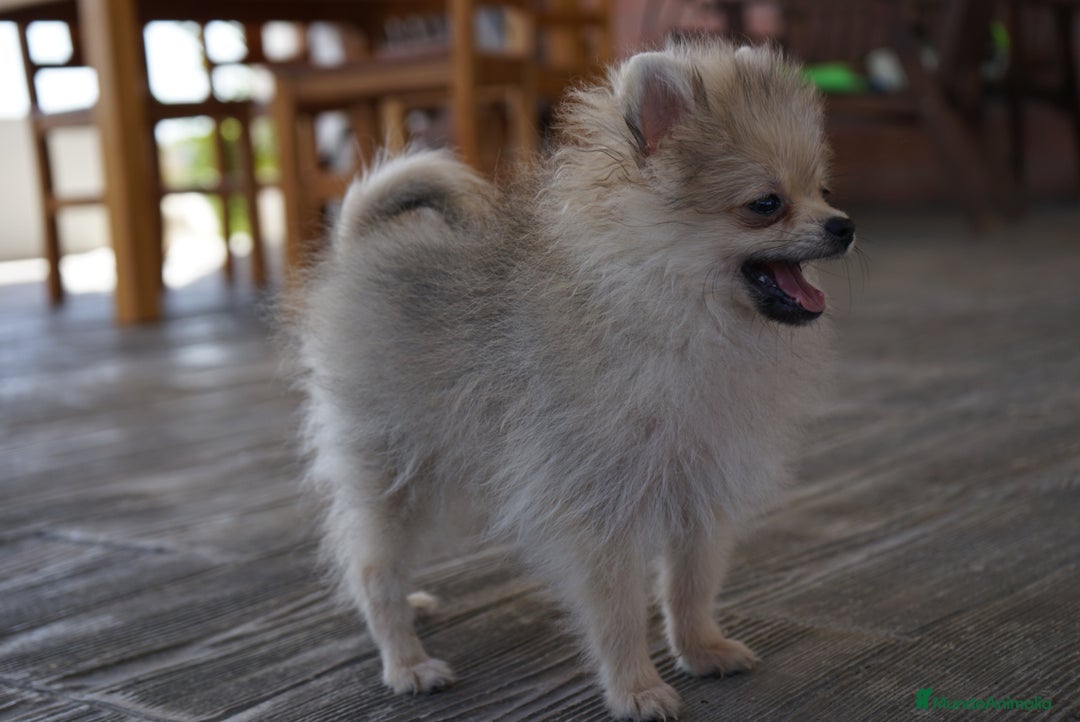 Pomerania perros en venta: 🐾 Strike y Froxty – Pomerania únicos 🐾 - Imagen 2