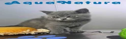 Británico de Pelo Corto Azul gatos en venta: British Hembra 6346 AQUANATURA - Anuncio 1