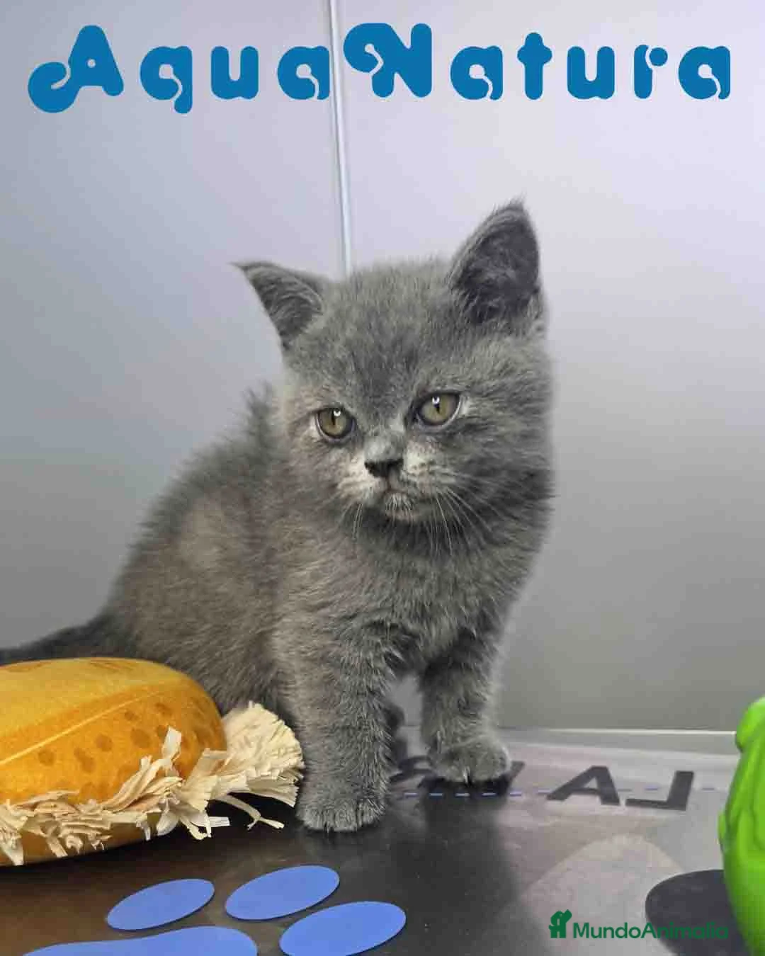 Británico de Pelo Corto Azul gatos en venta: British Hembra 6346 AQUANATURA - Anuncio 1