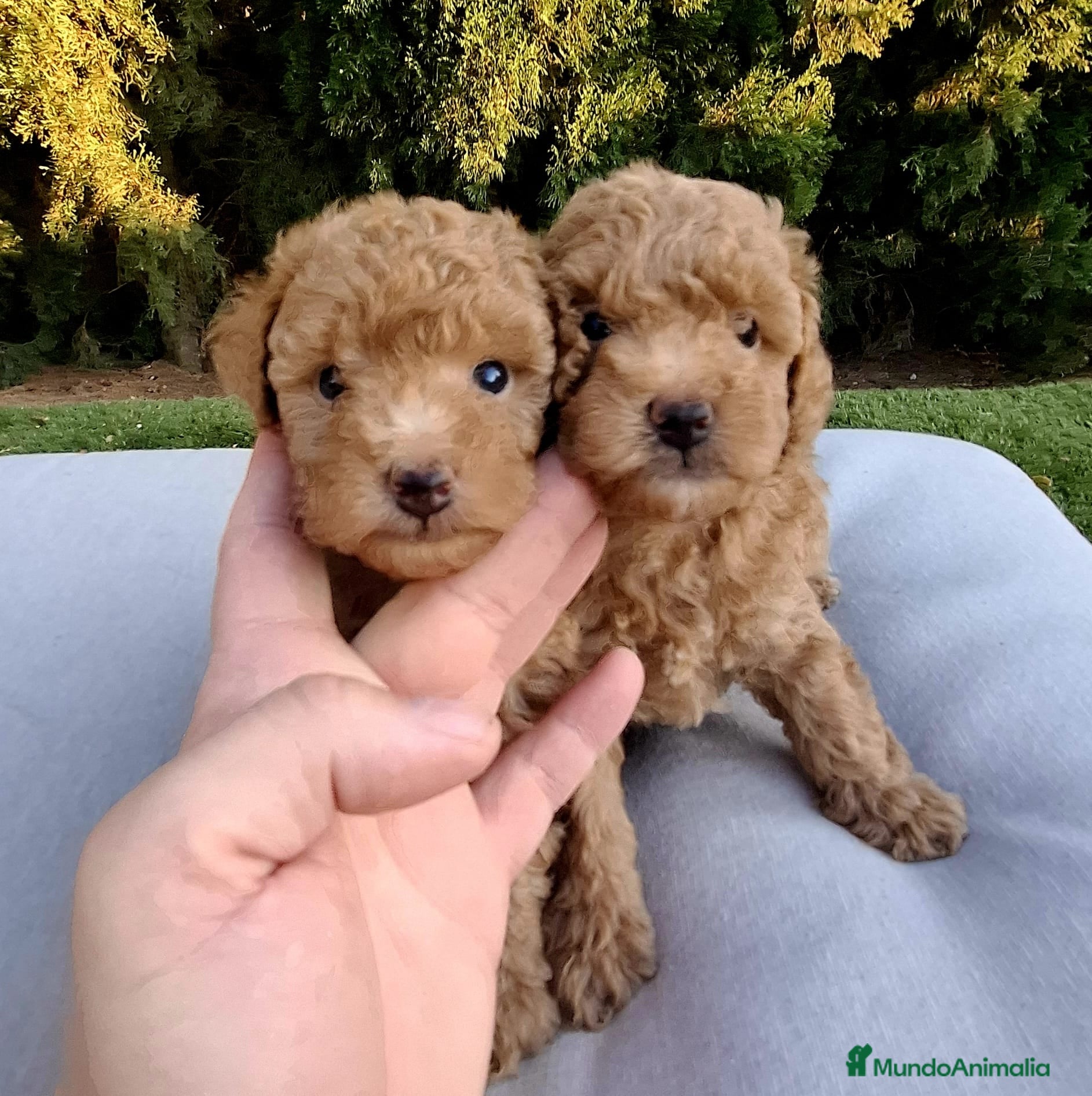 Caniche Toy perros Caniches toy machos - Anuncio 1