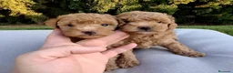 Caniche Toy perros en venta: Caniches toy machos - Anuncio 1