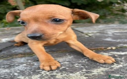 Pinscher Miniatura perros en venta: Pinscher miniatura  - Imagen 8