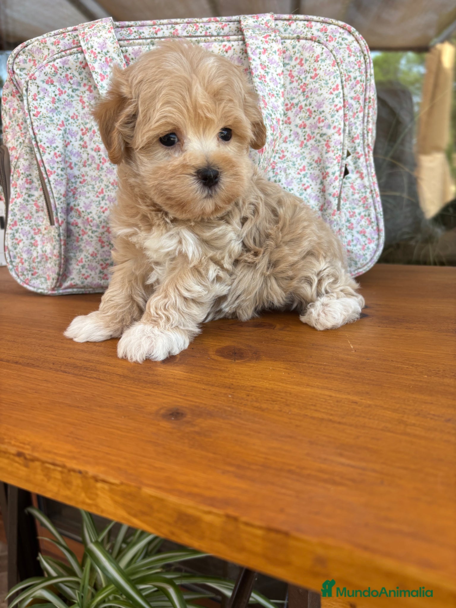 Maltipoo perros Maltipoo  - Anuncio 1