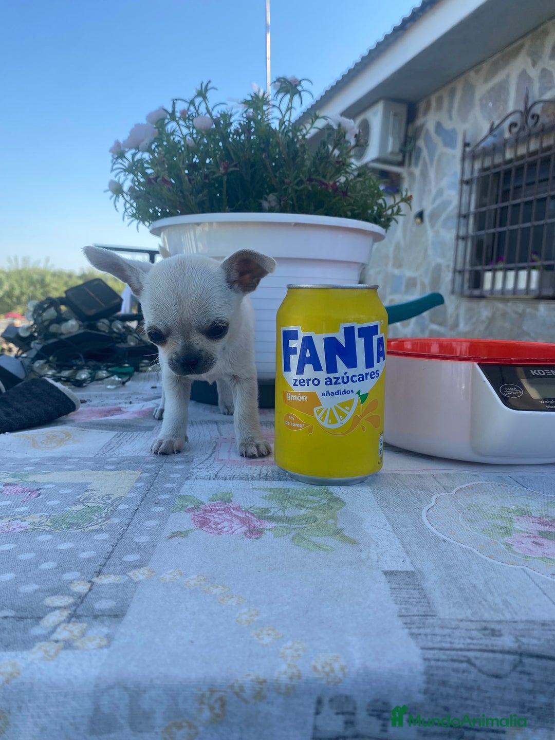 Chihuahua perros en venta: ÚLTIMOS 3 MACHOS - Imagen 11