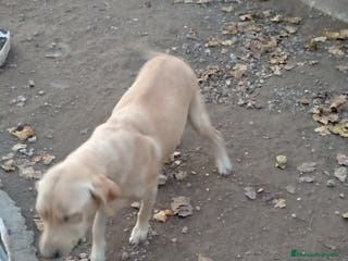 Labrador Retriever perros Busco labradora - Anuncio 1