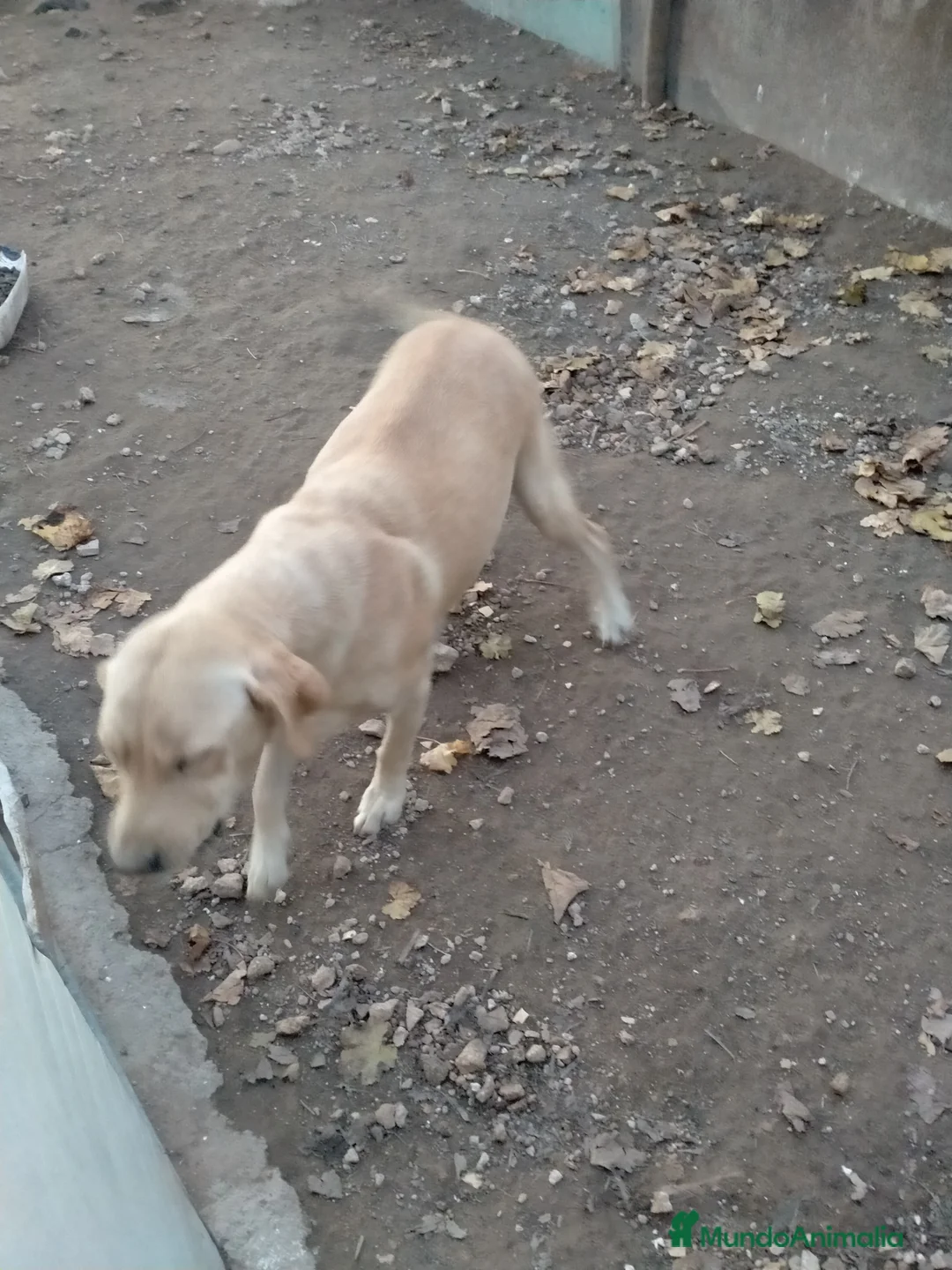 Labrador Retriever perros en venta: Busco labradora - Anuncio 1