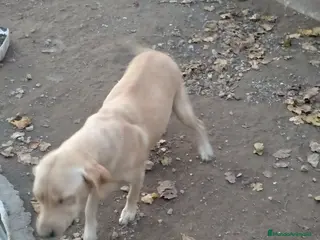 Labrador Retriever perros Busco labradora - Anuncio 7