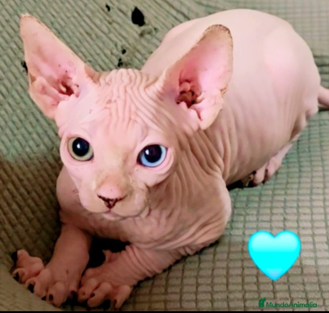 Sphynx gatos en venta: Sphynx macho de ojos dispares - Imagen 1
