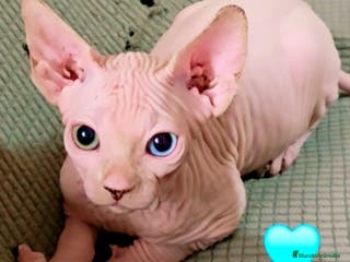 Sphynx gatos Sphynx macho de ojos dispares - Anuncio 1